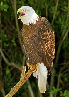 Haliaeetus: American Bald Eagle