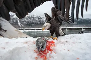 Chum: American Bald Eagle guarding freshly caught Chum