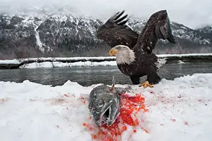 Chum: American Bald Eagle guarding freshly caught Chum