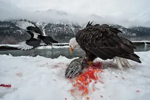 Chum: American Bald Eagle guarding freshly caught Chum