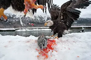 Chum: American Bald Eagle guarding freshly caught Chum