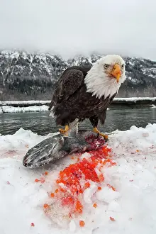 Chum: American Bald Eagle guarding freshly caught Chum