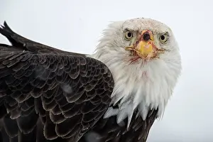 Chilkat: American Bald Eagle in winter snow Chilkat River