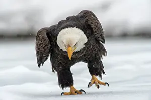 Peter Mather: American Bald Eagle in winter snow Chilkat River