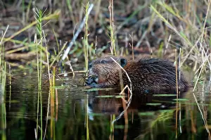 Boundary: American Beaver