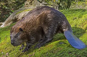 American Beaver (Castor canadensis) on large rock