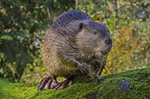 150518: American Beaver (Castor canadensis) on large rock