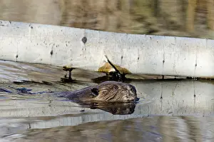 Beavers: American Beaver (Castor canadensis) swimming by