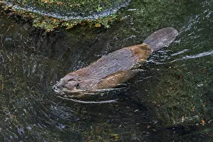 Beavers: American Beaver (Castor canadensis) swimming in
