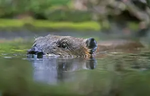 Beavers: American Beaver (Castor canadensis) swimming in
