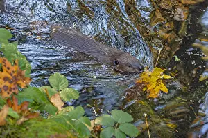 Beavers: American Beaver (Castor canadensis) swimming in