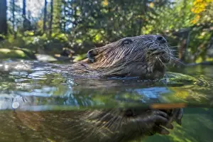 Beavers: American Beaver (Castor canadensis) swimming in