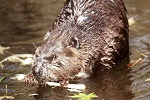 Biting: American BEAVER - close-up, gnawing on Aspen branch in water