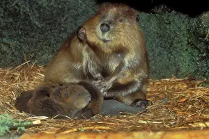 Lodges: American Beaver - family inside lodge