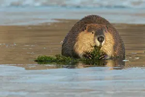 Survival: American beaver foraging in open water in the frozen river