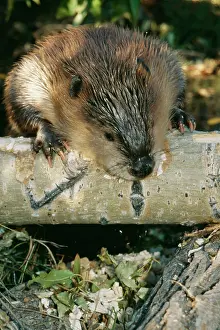 Gnawing: AMERICAN BEAVER - gnawing on branch, close-up