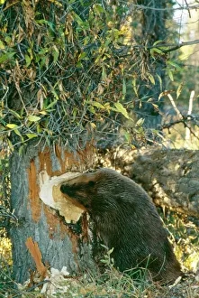 American BEAVER - gnawing at tree