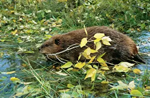 Dragging: AMERICAN BEAVER - In water