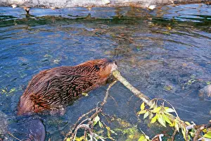 Dragging: American BEAVER - in the water, carrying a log in mouth