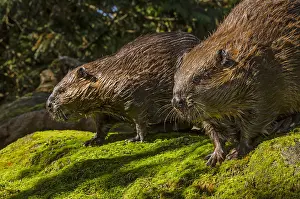 Beavers: Two American Beavers (Castor canadensis) on large