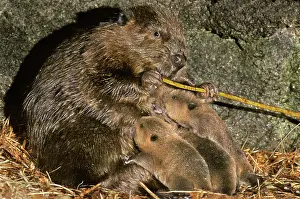 Gnawing: American BEAVERS - female feeds on bark while nursing kits