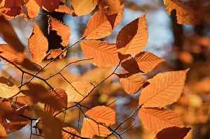 Grandifolia: American Beech / North American Beech - Autumn Leaves