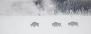 Trio: American Bison