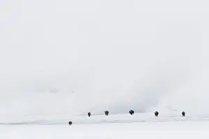 Procession: American Bison
