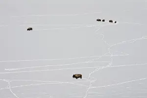 Bleak: American Bison
