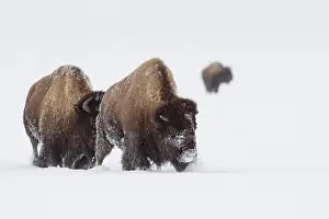 Bleak: American Bison