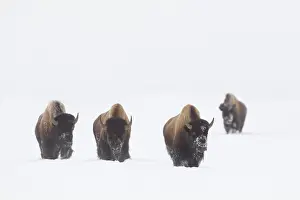 Bleak: American Bison