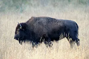 Planes: American Bison