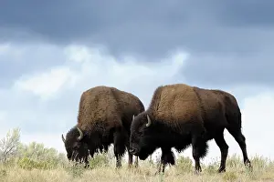 Planes: American Bison