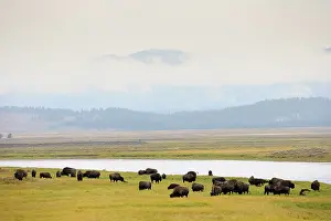 Planes: American Bison