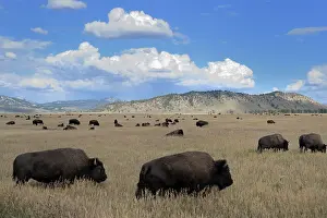 Planes: American Bison