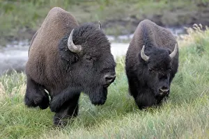 Planes: American Bison