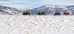 Plane: American Bison