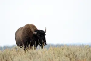 Prairie: American Bison