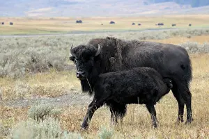 Prairie: American Bison