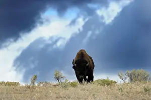 Prairie: American Bison
