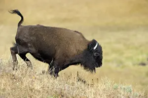 Hillside: American Bison