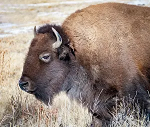 Headshot: American Bison