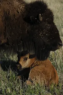 Buffalos: American Bison - American Bison - Custer State Park