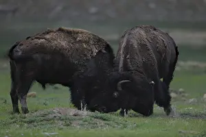 Buffalos: American Bison - American Bison - Custer State Park
