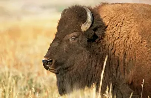 Wooly: AMERICAN BISON / AMERICAN BUFFALO - side on