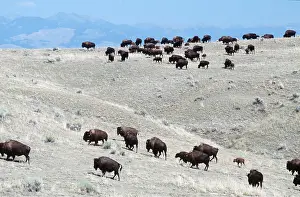 B Moose Peterson: AMERICAN BISON / AMERICAN BUFFALO