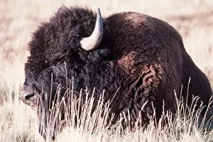 Wooly: American BISON / American BUFFALO