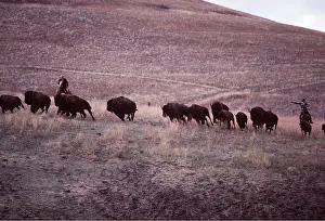 Herding: AMERICAN BISON / AMERICAN BUFFALO - autumn round-up