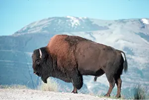 Size: AMERICAN BISON / AMERICAN BUFFALO - bull close-up, side on