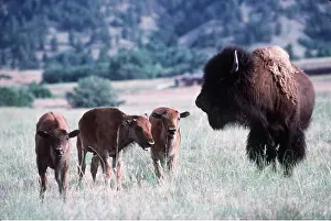 Father: AMERICAN BISON / AMERICAN BUFFALO - Bull and young